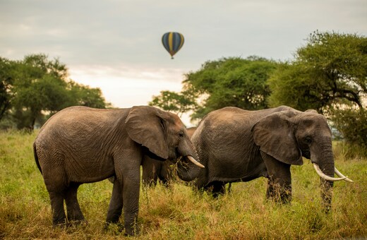 Tanzania in Style: A Premium Safari Tour