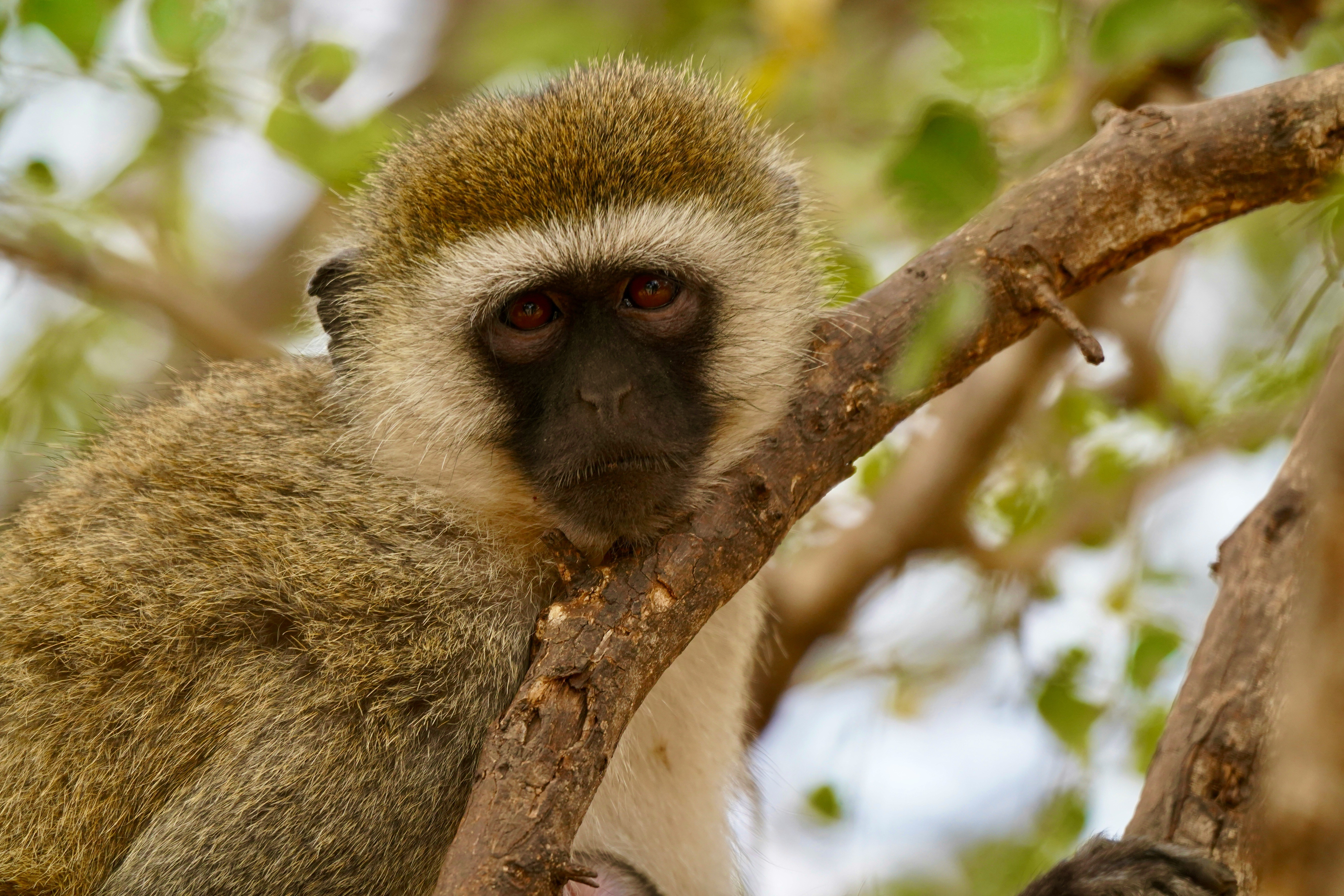Tanzania tour packages