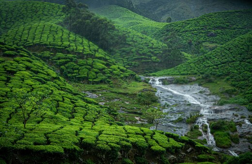 Mist & Backwaters: A Kerala Escape to Munnar & Alleppey