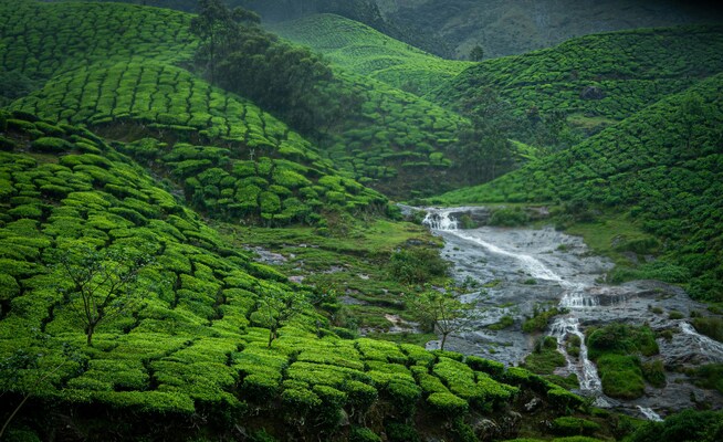 Mist & Backwaters: A Kerala Escape to Munnar & Alleppey