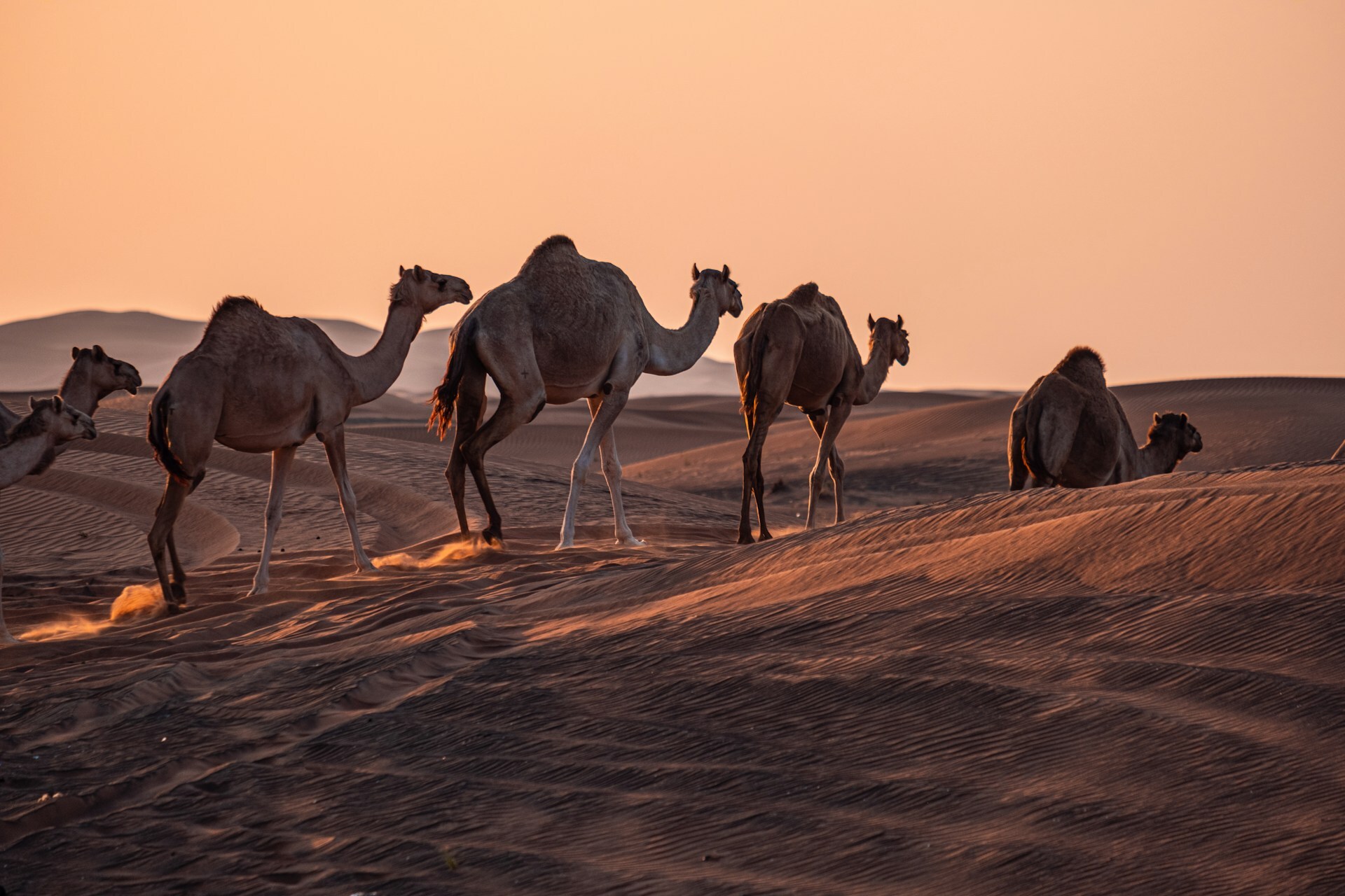 United Arab Emirates tour packages