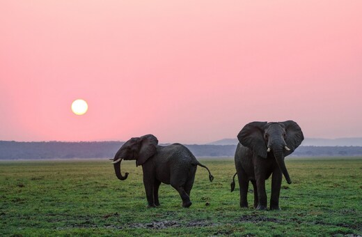 Majestic Masai Mara – The Heart of the Wild