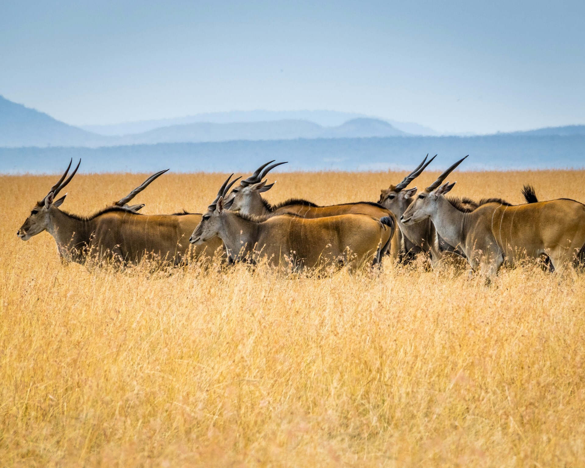 Africa Kenya Tour Packages Itineraries | Adevnture Kenya Maasai Mara Expedition | Touron | Touron Holidays | Best Travel Agency