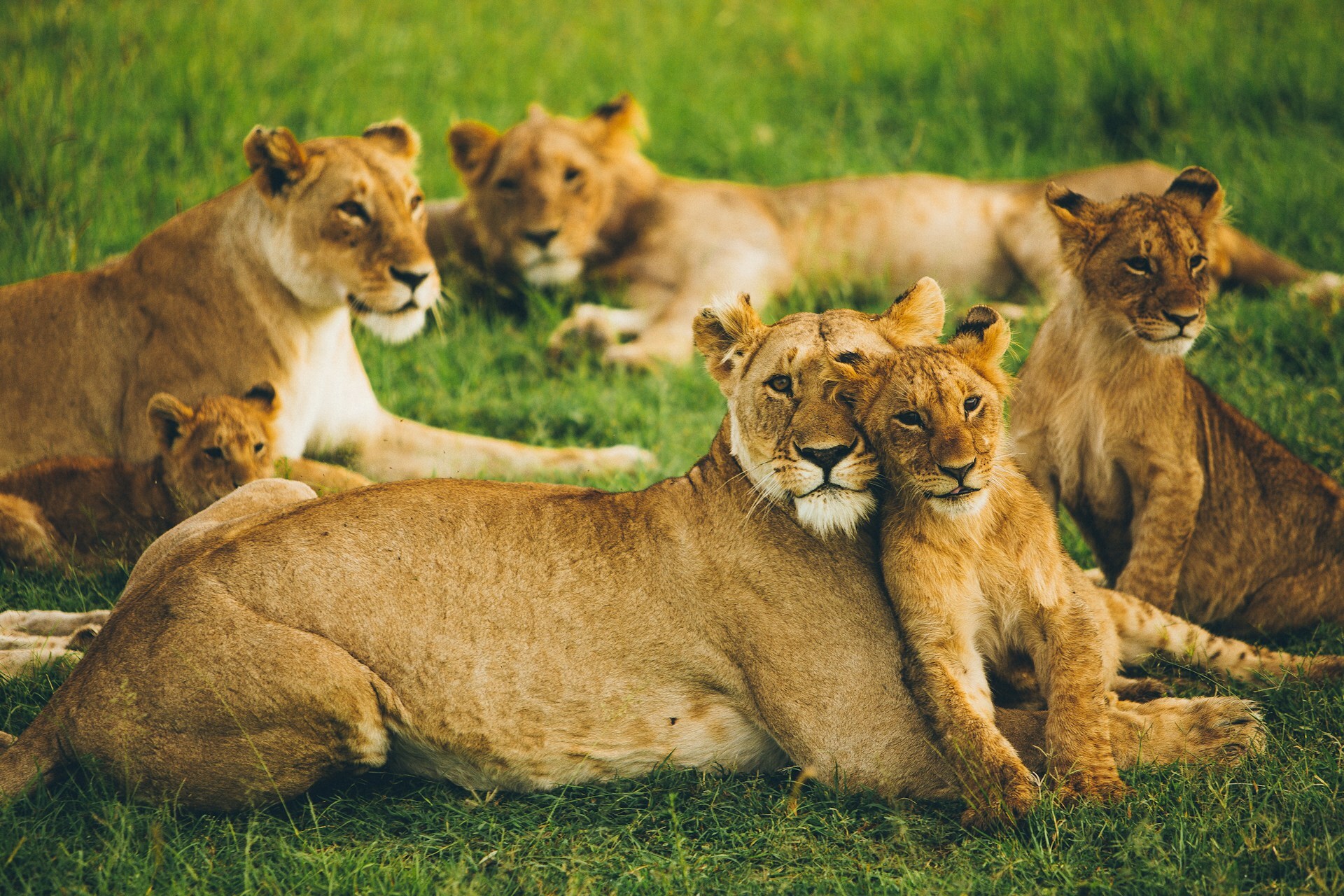 Africa Kenya Tour Packages Itineraries | Adevnture Kenya Maasai Mara Expedition | Touron | Touron Holidays | Best Travel Agency
