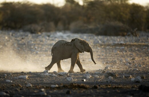 Wilderness of Tsavo – 5 Days of Red Dust & Golden Plains