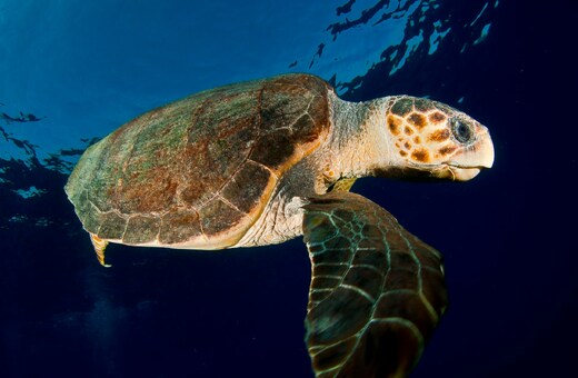 Seychelles Bliss: Beaches, Blue Waters & Beyond
