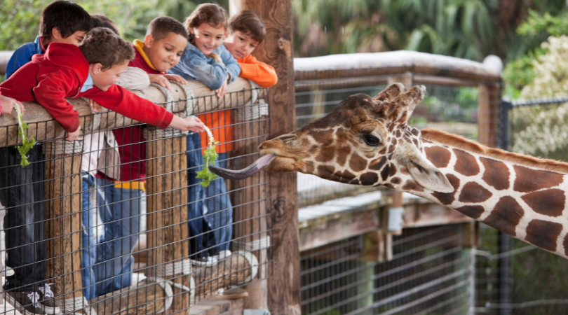 billede i Zoo