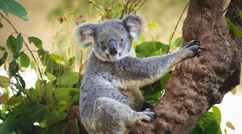 billede af en koala