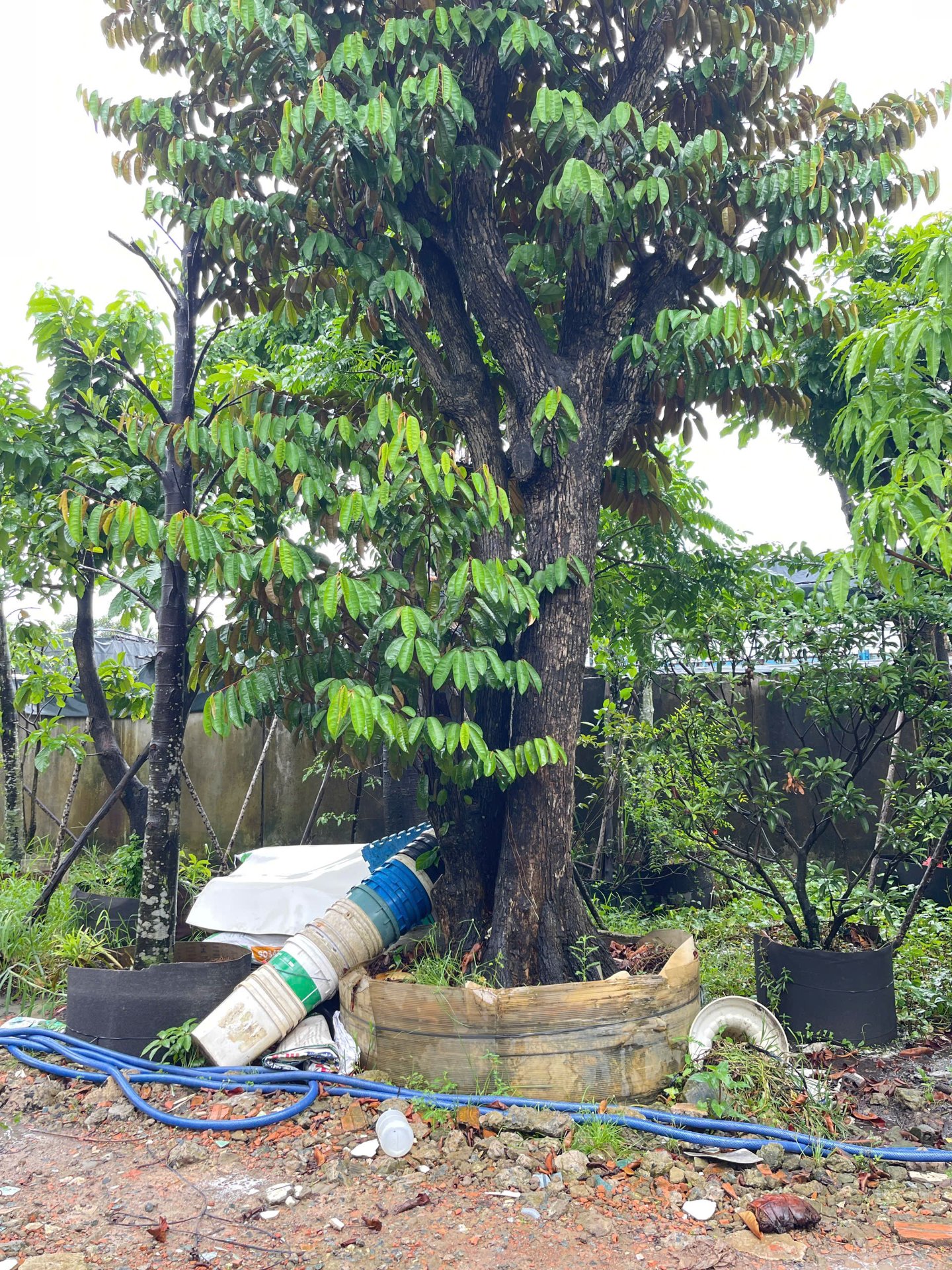 Hình ảnh Cây Vú Sữa - cây cảnh chất lượng cao tại CayXanh - Hình 2