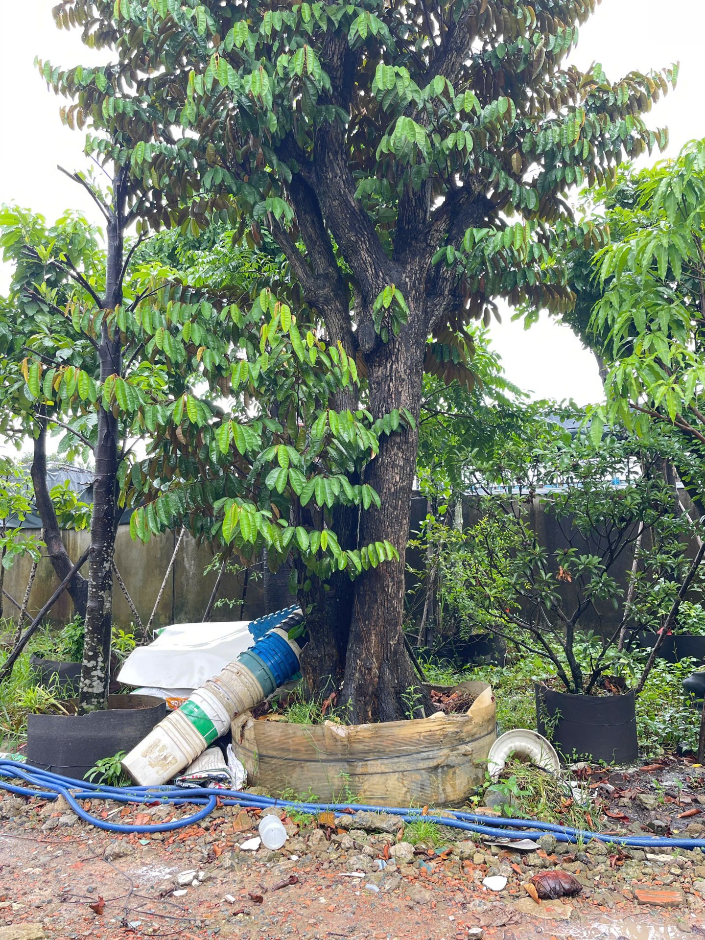 Hình ảnh Cây Vú Sữa - cây cảnh chất lượng cao tại CayXanh - Hình 3