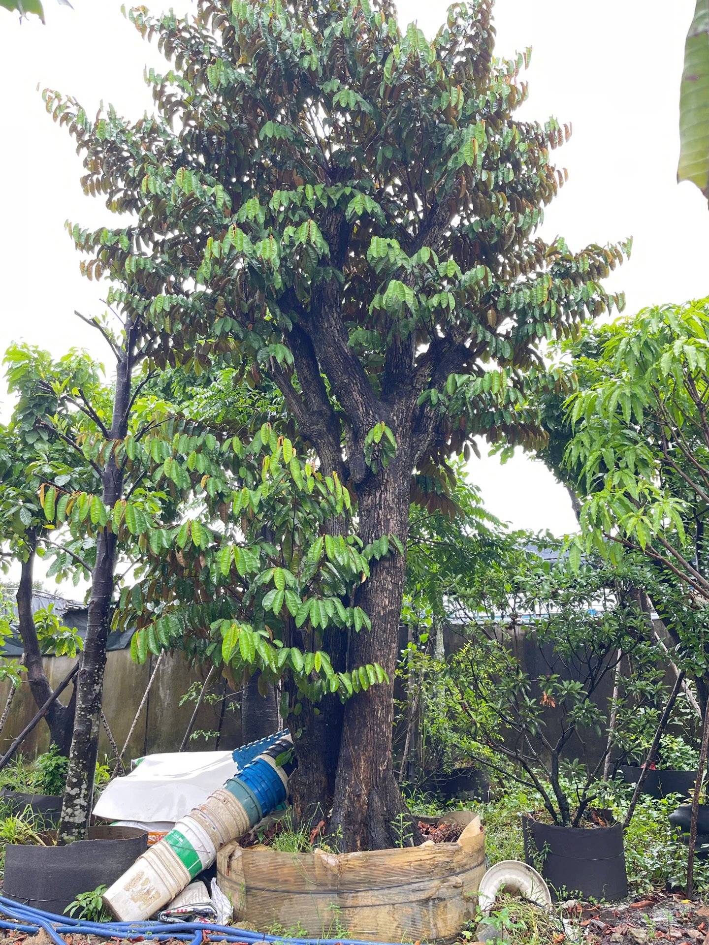 Hình ảnh Cây Vú Sữa - cây cảnh chất lượng cao tại CayXanh - Hình 4