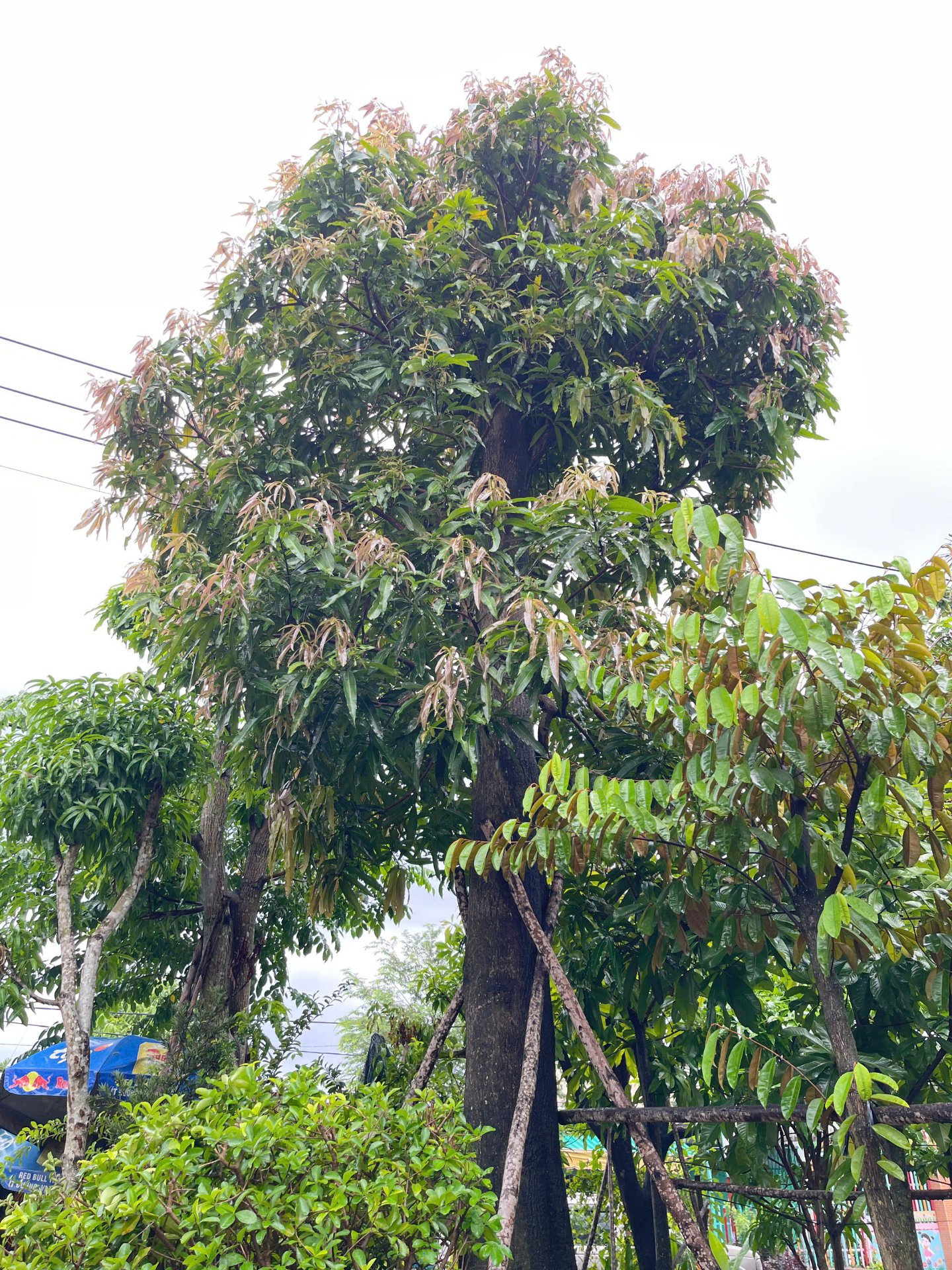 Hình ảnh Xoài Cát Hòa Lộc - cây cảnh chất lượng cao tại CayXanh - Hình 2