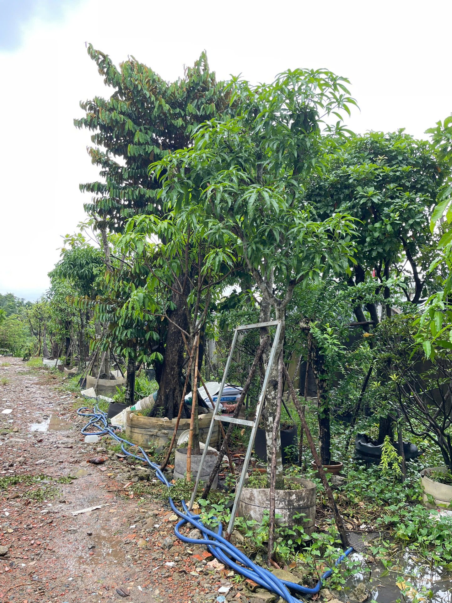 Hình ảnh Xoài Cát Hòa Lộc - cây cảnh chất lượng cao tại CayXanh - Hình 4