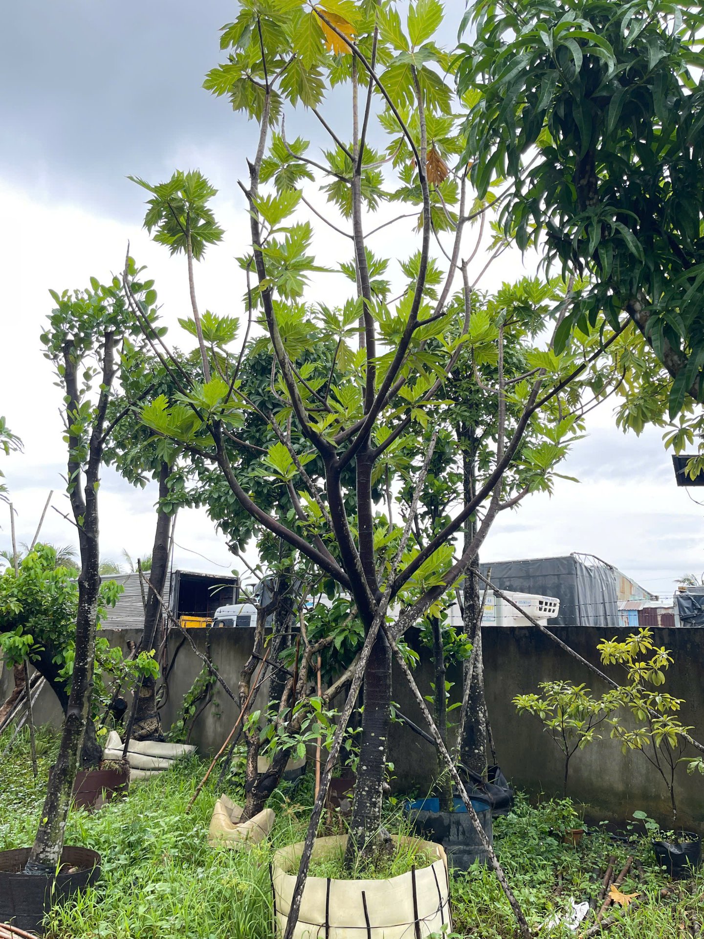 Hình ảnh Cây Sake - cây cảnh chất lượng cao tại CayXanh - Hình 3