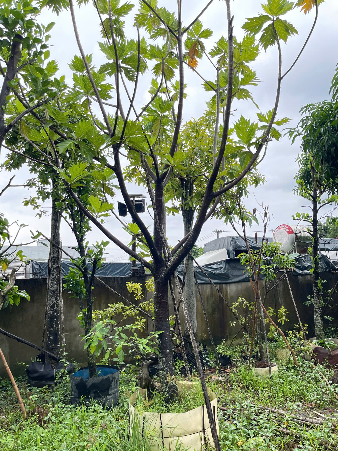 Hình ảnh Cây Sake - cây cảnh chất lượng cao tại CayXanh - Hình 4