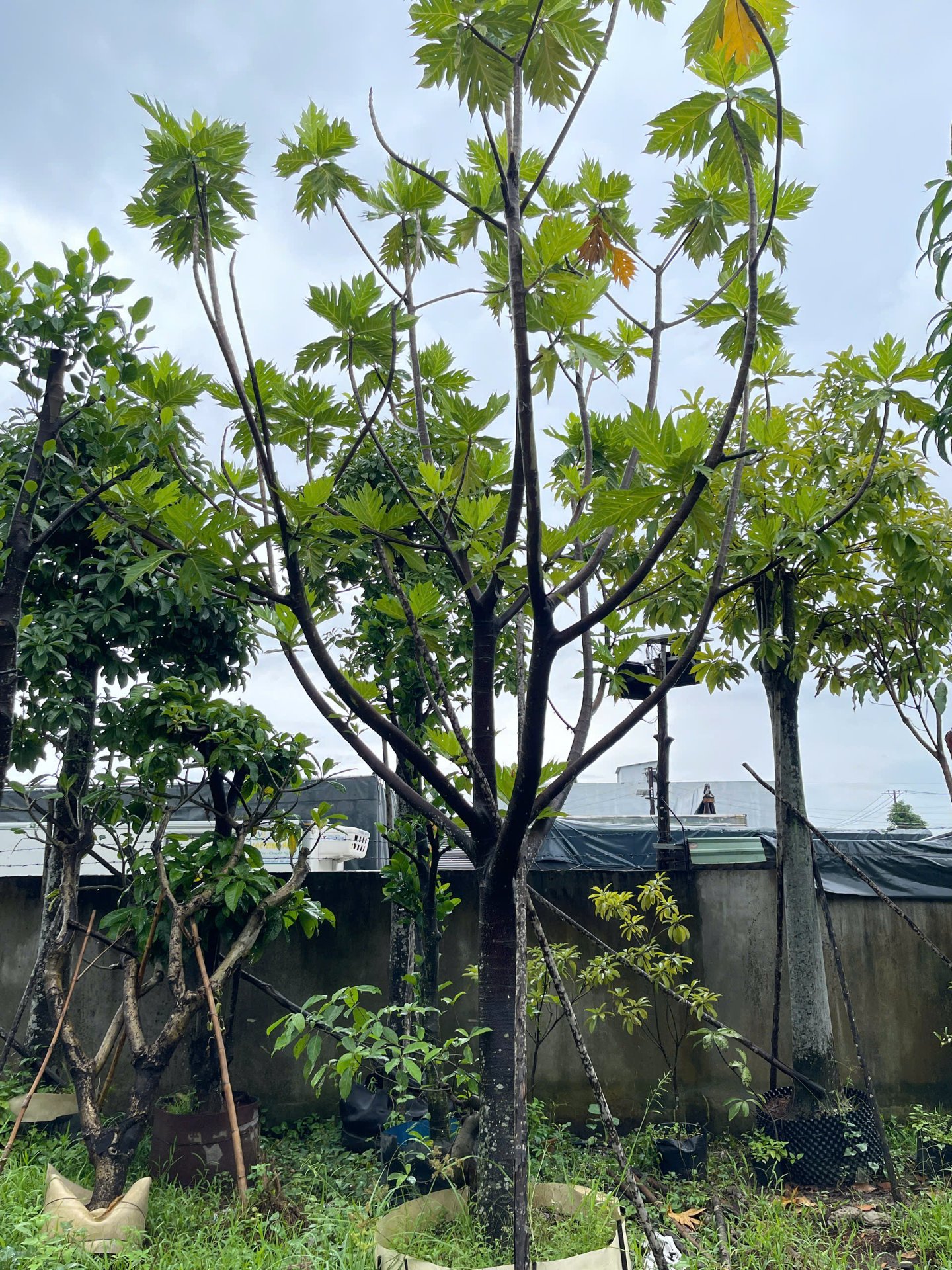 Hình ảnh Cây Sake - cây cảnh chất lượng cao tại CayXanh - Hình 5