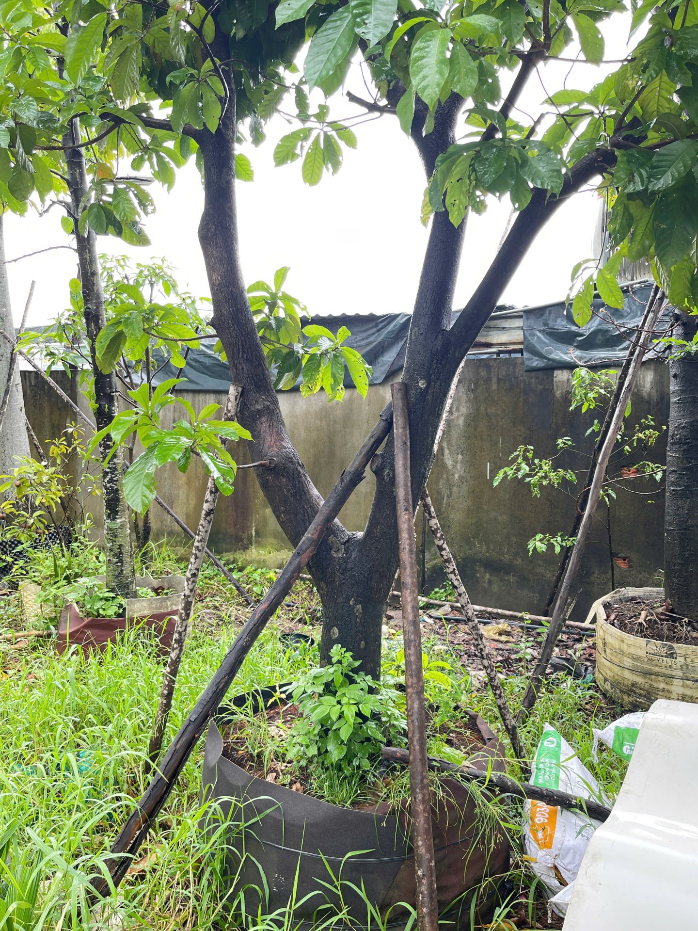 Hình ảnh Cây Lộc Vừng - cây cảnh chất lượng cao tại CayXanh - Hình 2