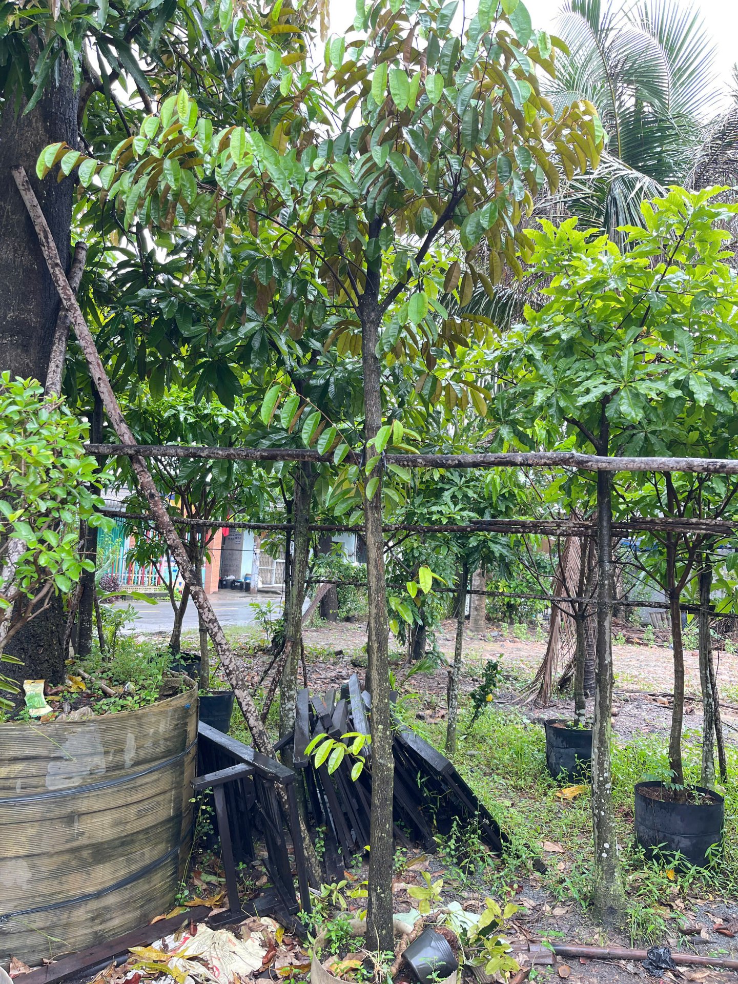 Hình ảnh Cây Vú Sữa - cây cảnh chất lượng cao tại CayXanh - Hình 5